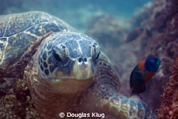 Reef Eater. A greent turtle breaks up the reef off Maui, ... by Douglas Klug 